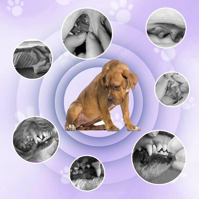 PawClean | Tandborstpenna för Husdjur